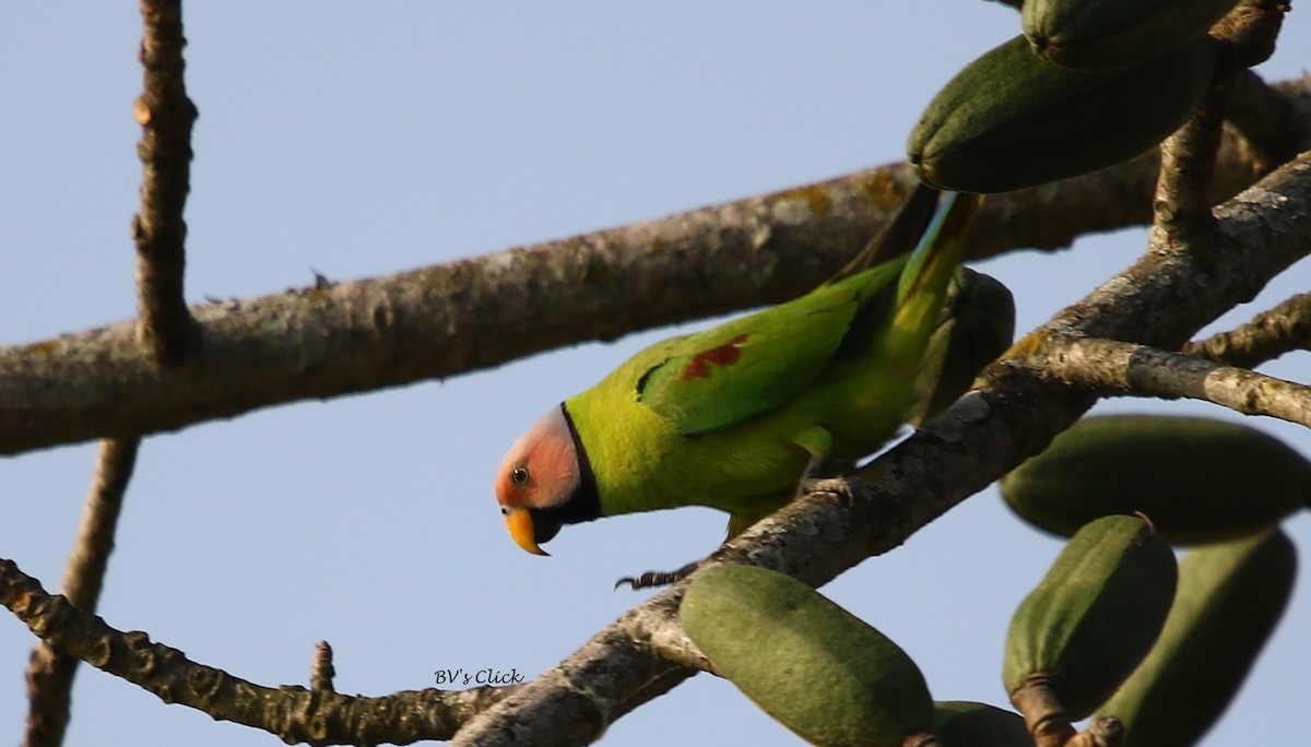 Blossom-headed Parakeet - Bhaarat Vyas