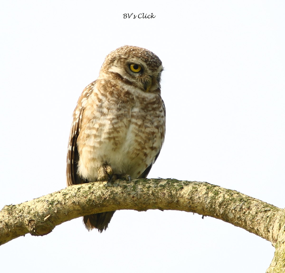 Spotted Owlet - ML109794561