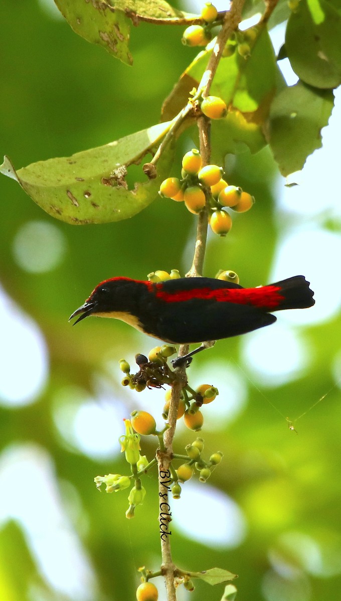 Scarlet-backed Flowerpecker - ML109796771