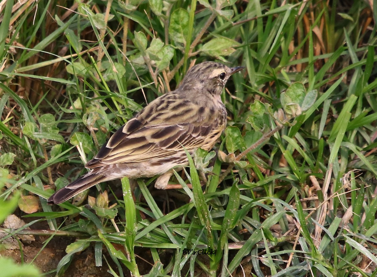 Rosy Pipit - ML109800231
