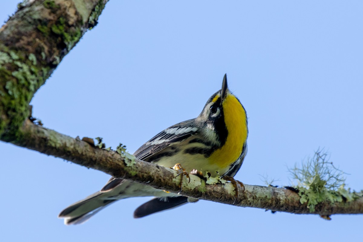 Yellow-throated Warbler - john ficken