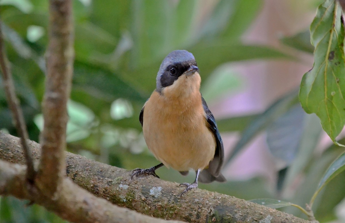 Fawn-breasted Tanager - ML109802581