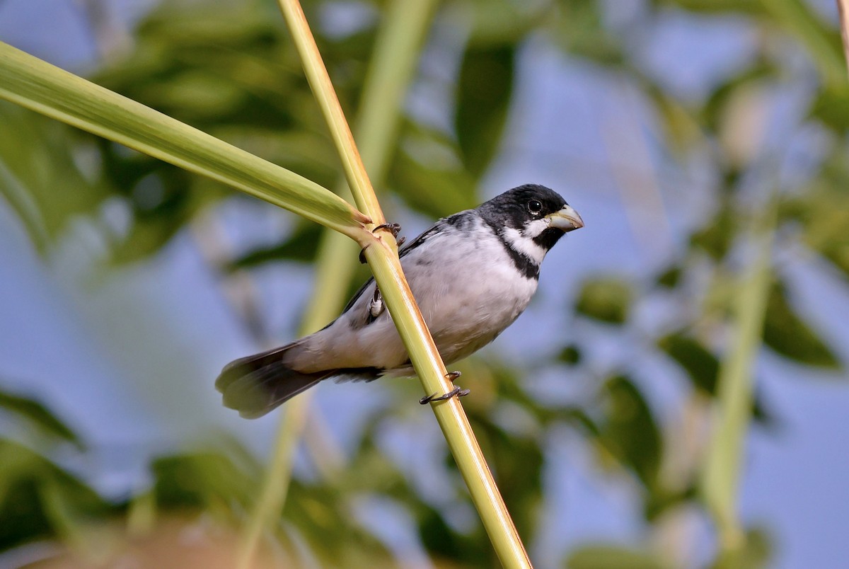 Double-collared Seedeater - ML109804151