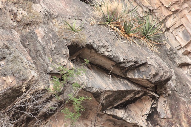 Bird in its habitat;<em> </em>Texas, United States. - Canyon Wren - 