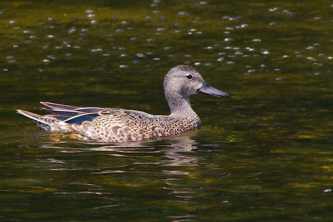 Blue-winged Teal - Rick Beaudon