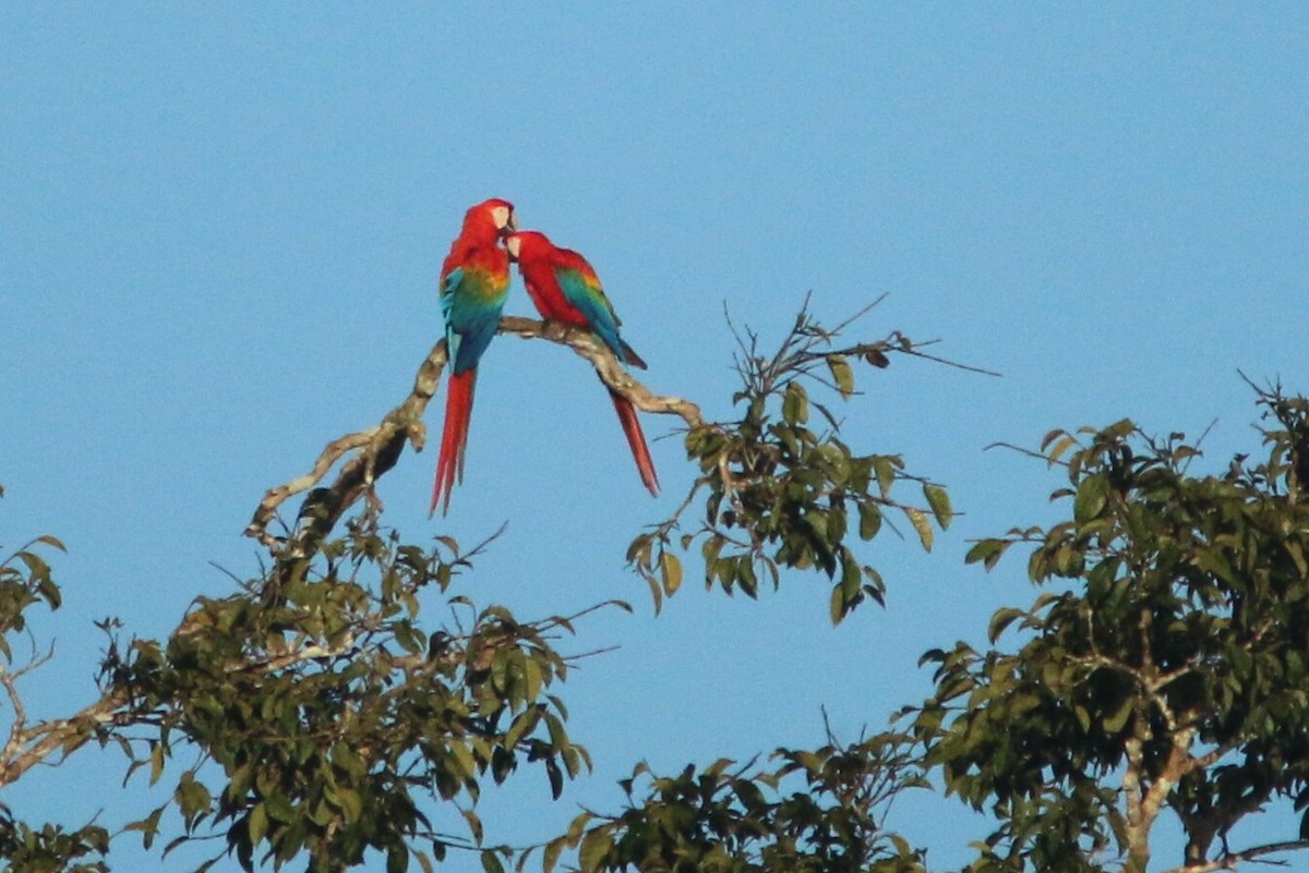 Scarlet Macaw - ML109806891