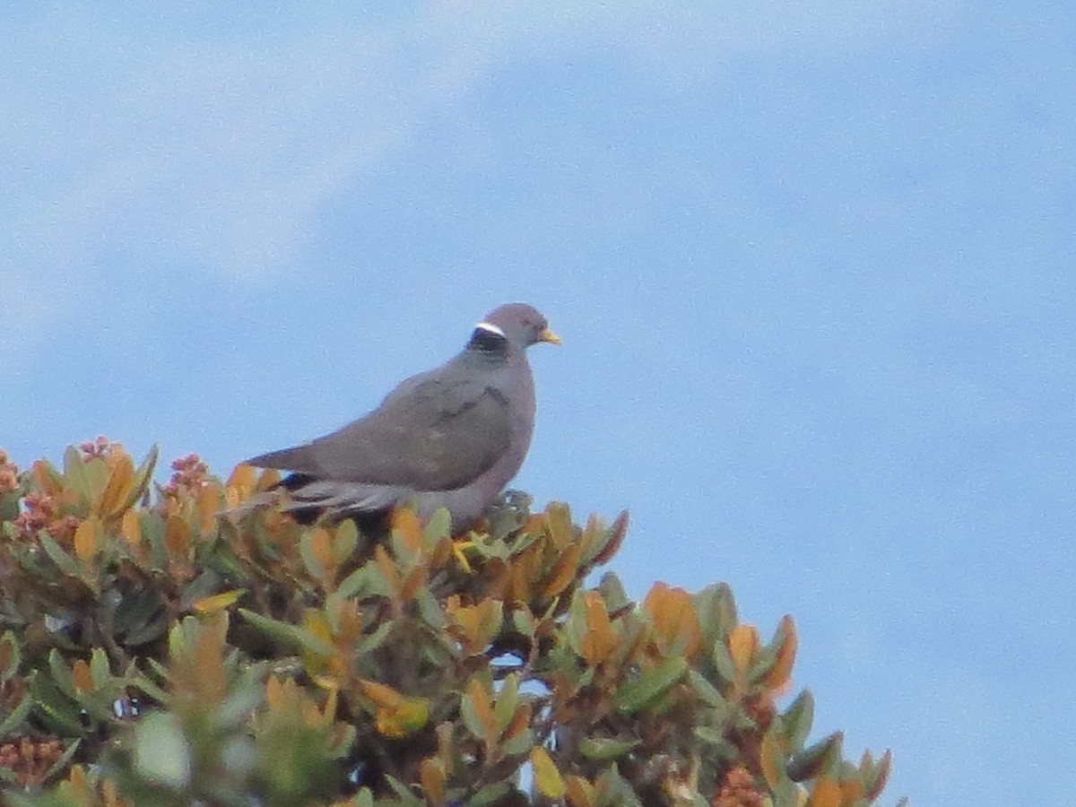Band-tailed Pigeon - Bioexploradores Farallones del Citará