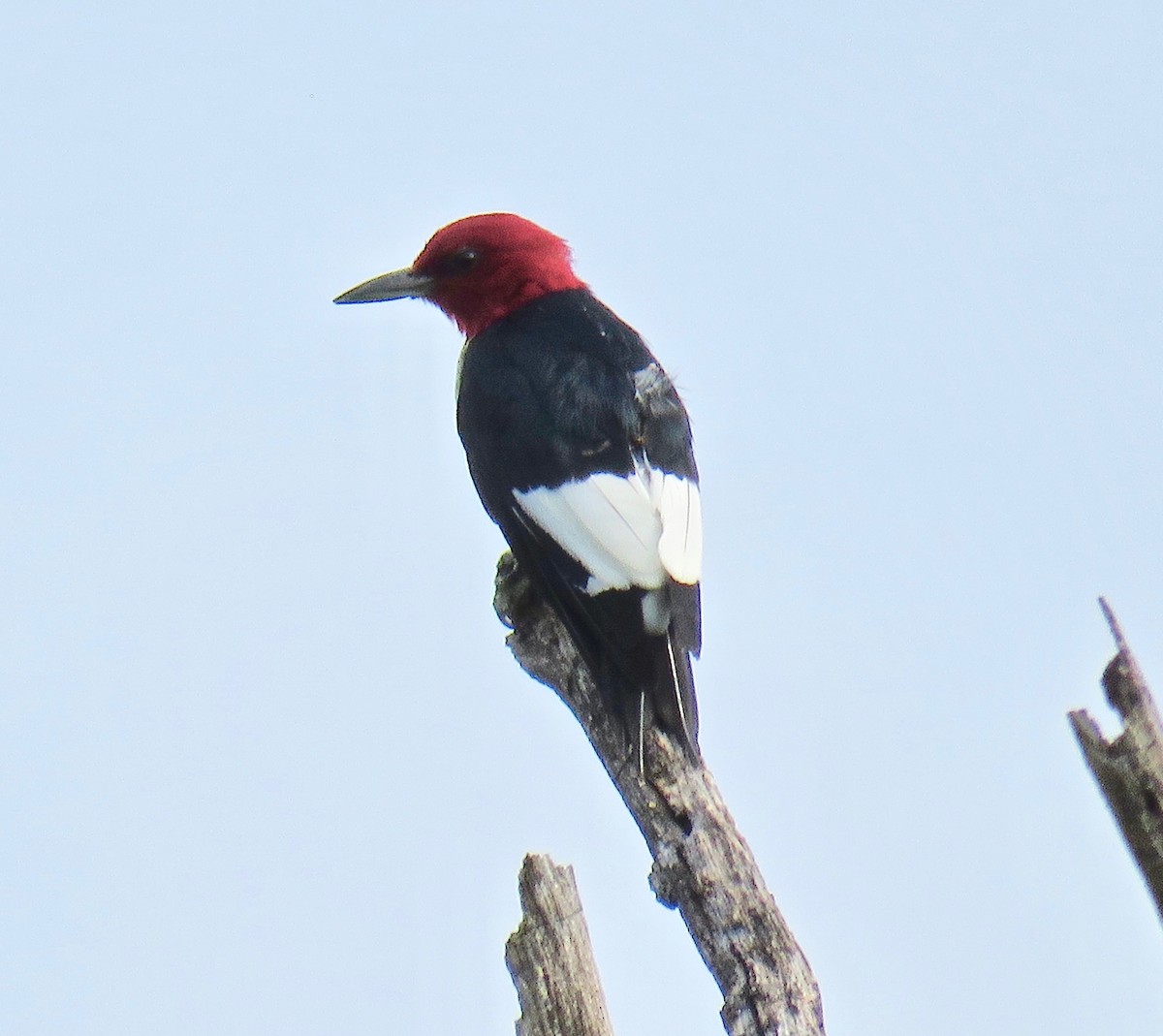 Red-headed Woodpecker - Ann Tanner