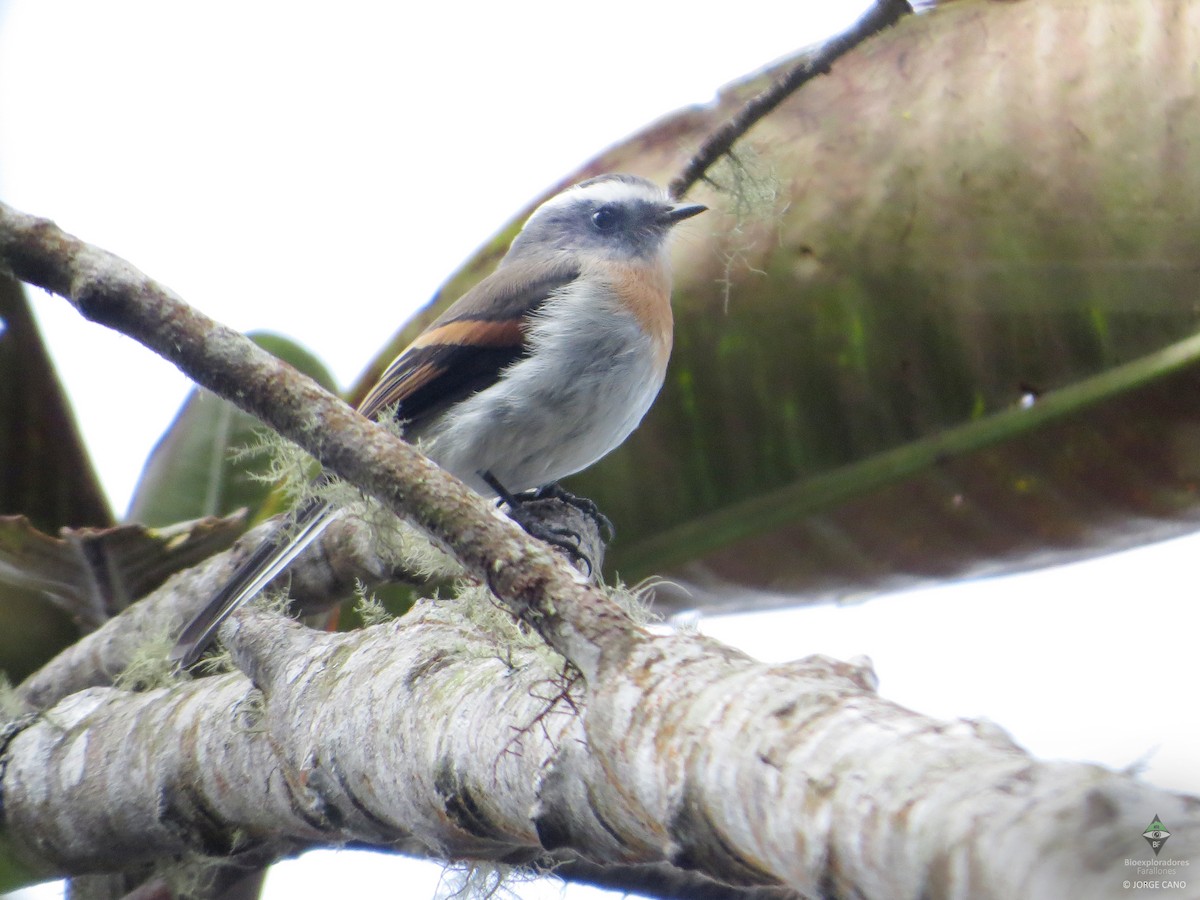 Rufous-breasted Chat-Tyrant - ML109810511
