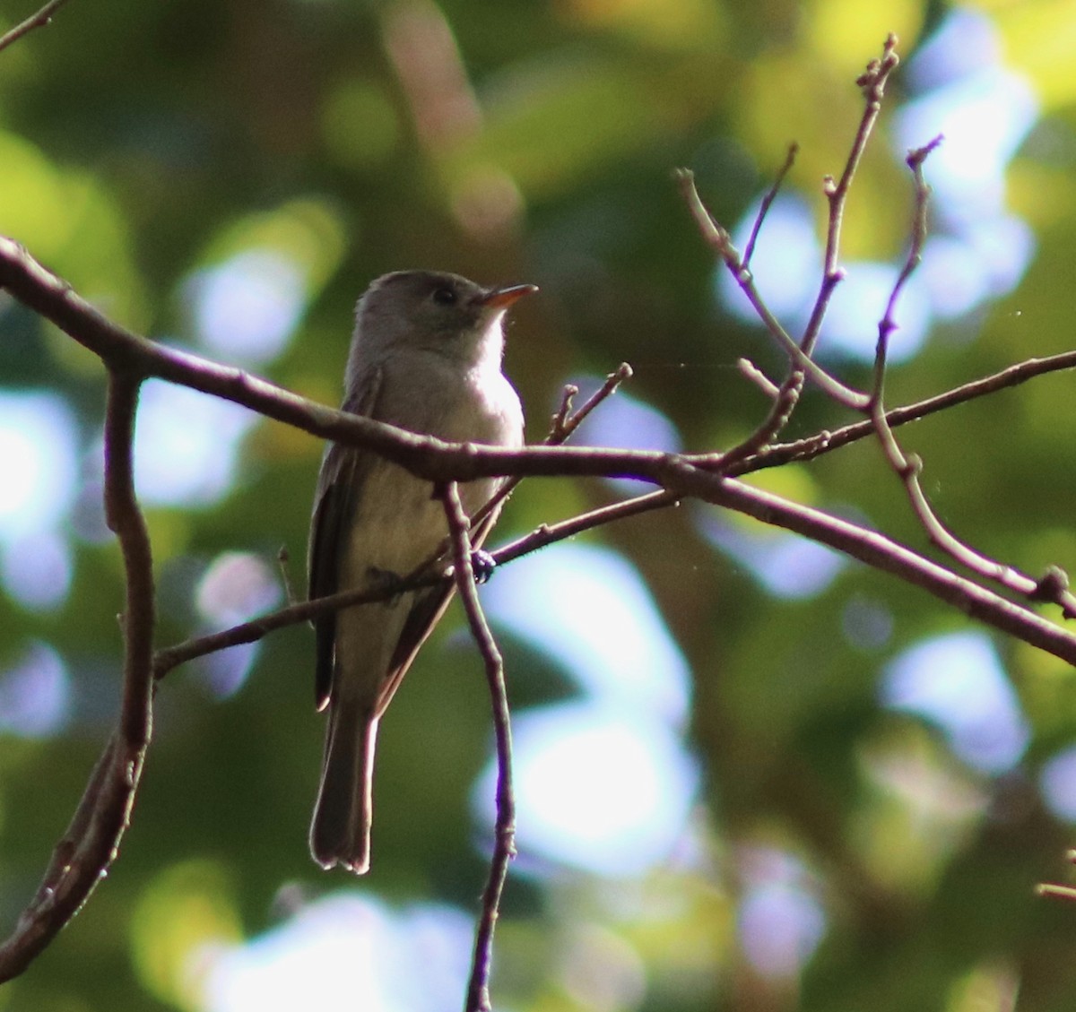 Southern Tropical Pewee - Andre Moncrieff