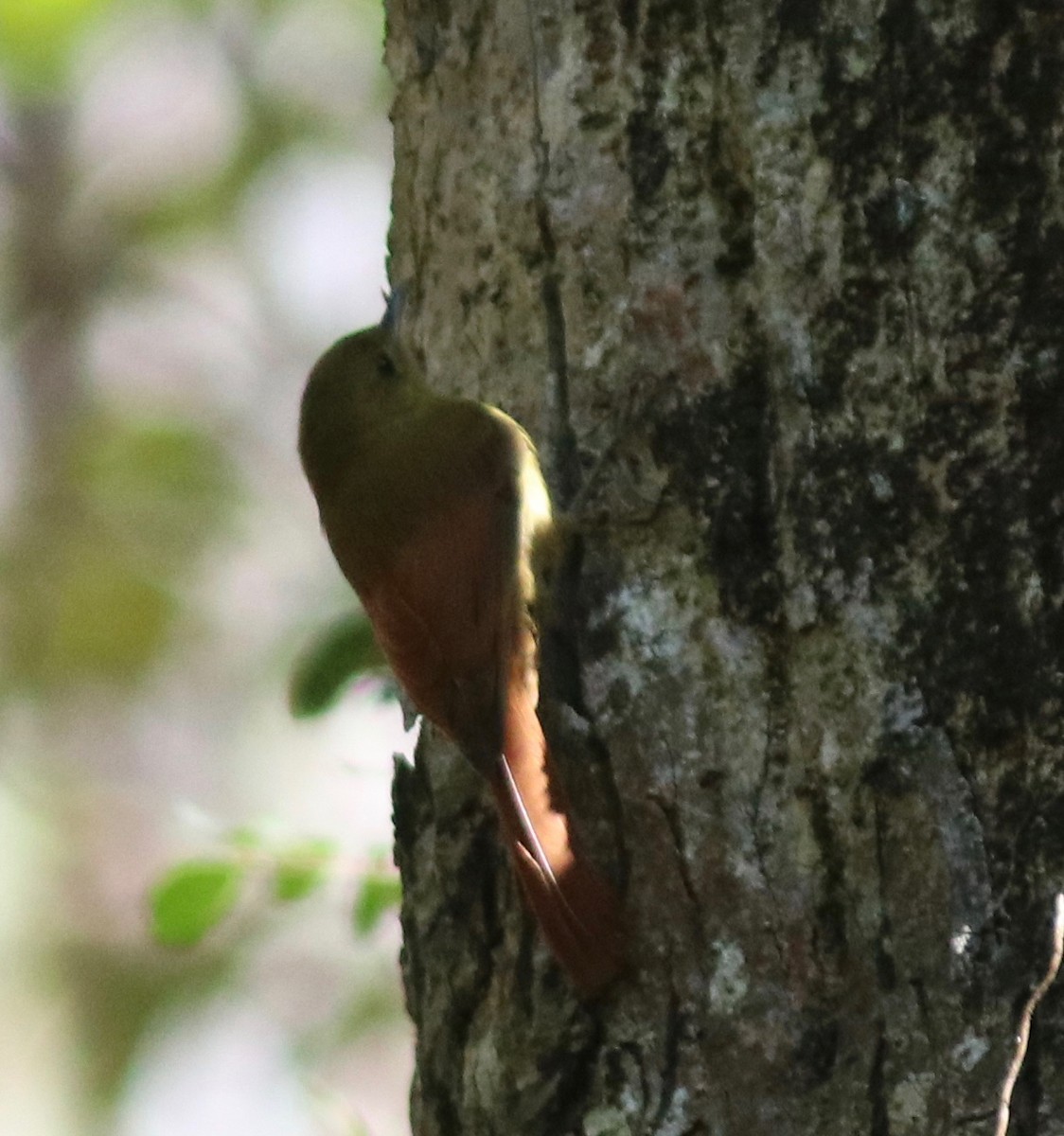 Olivaceous Woodcreeper - Andre Moncrieff