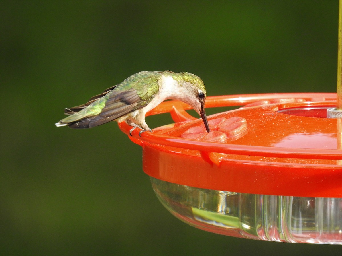 Ruby-throated Hummingbird - S. K.  Jones