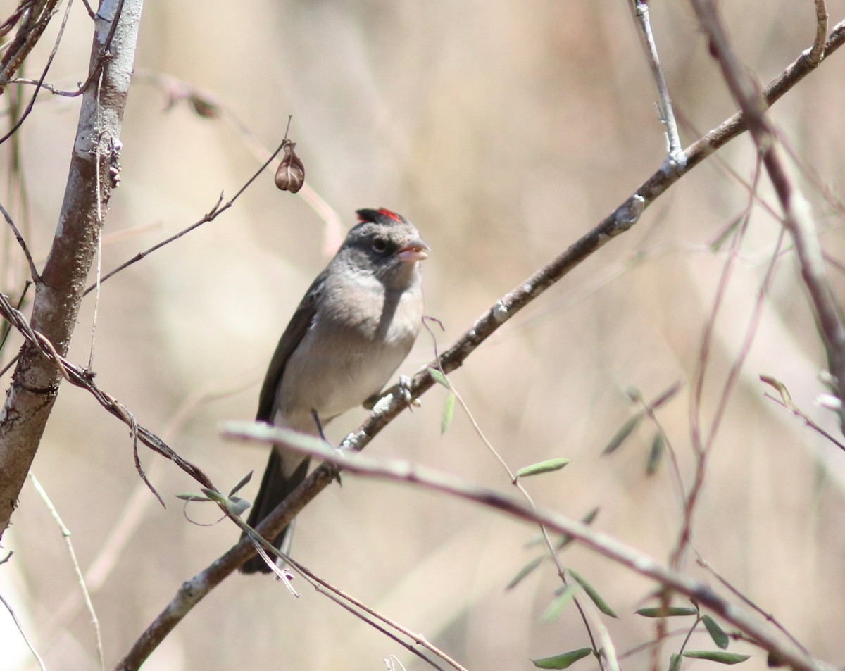 Pileated Finch - ML109813801