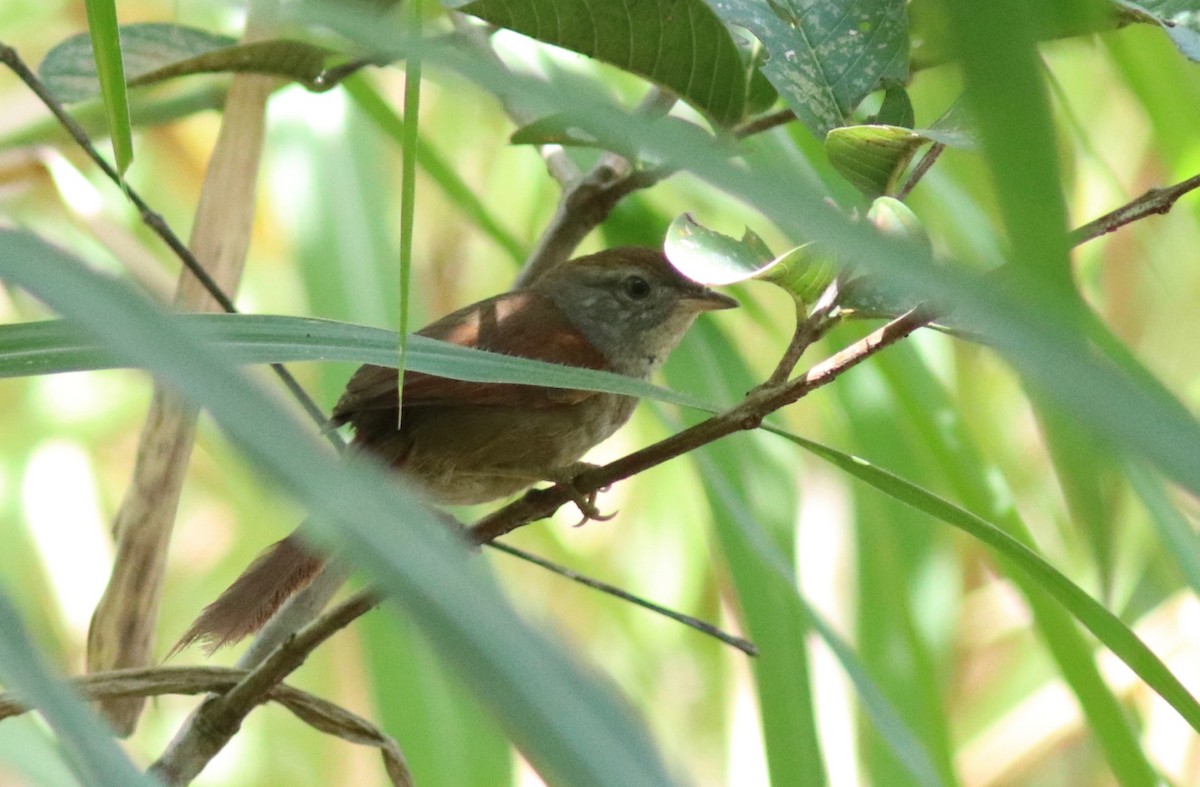 Sooty-fronted Spinetail - ML109814721
