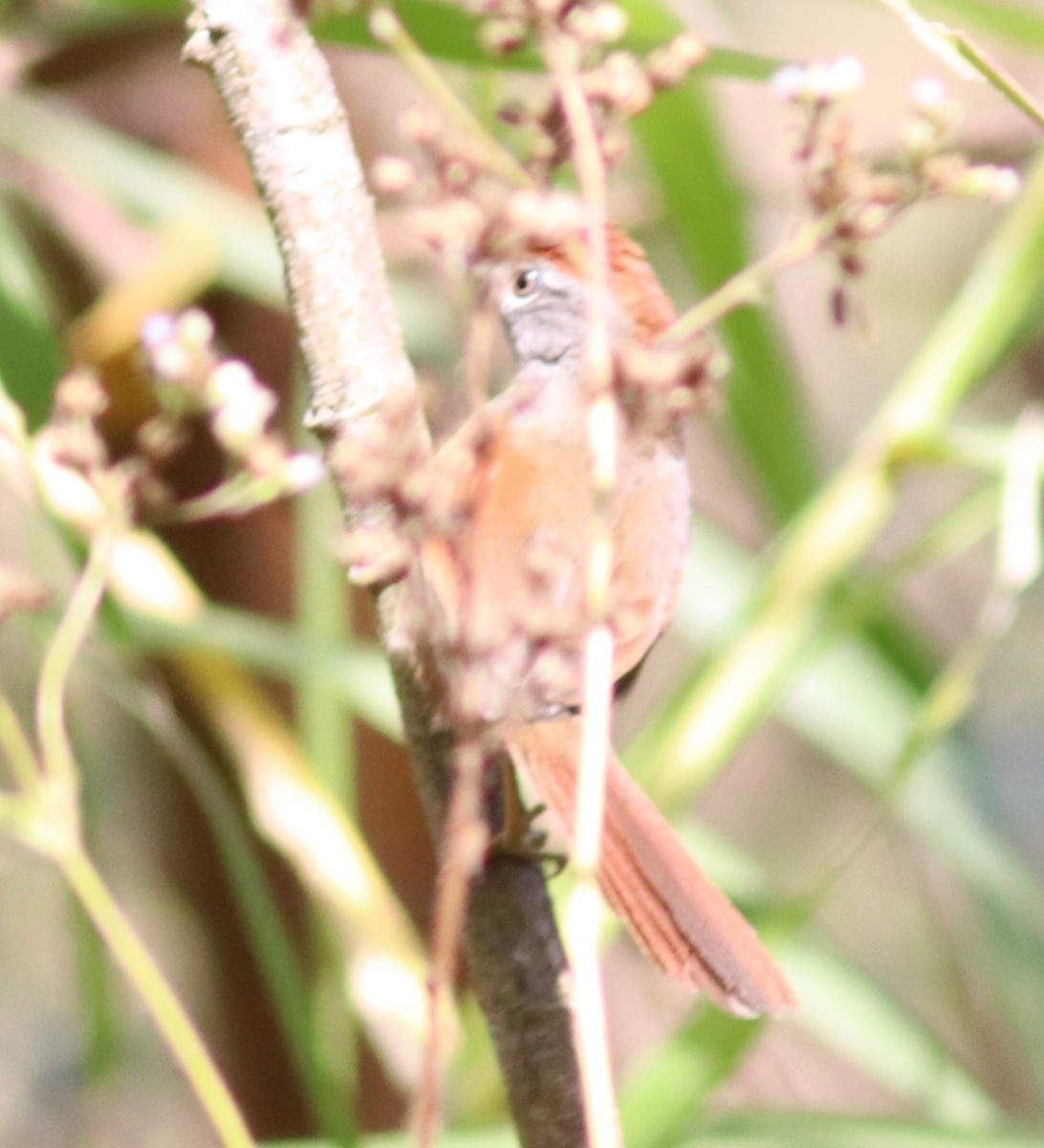 Sooty-fronted Spinetail - ML109814801