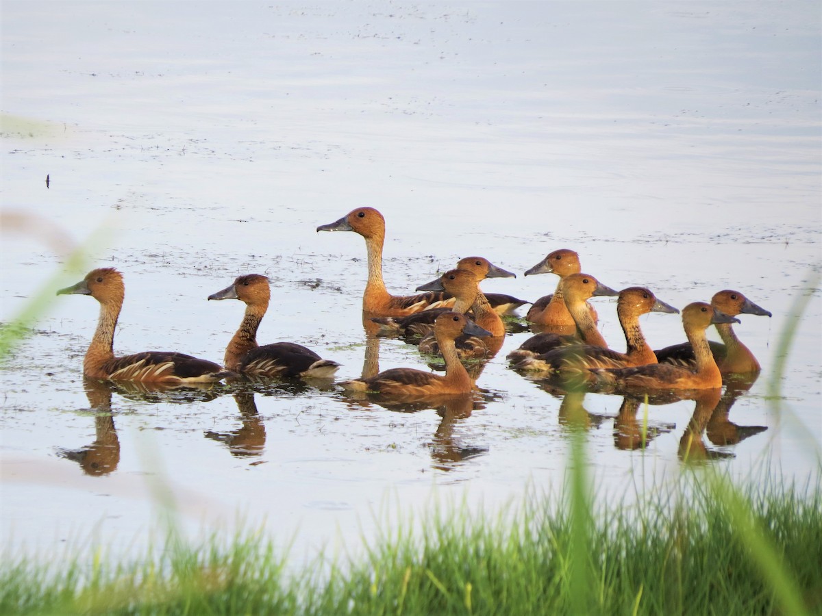 Fulvous Whistling-Duck - ML109815261