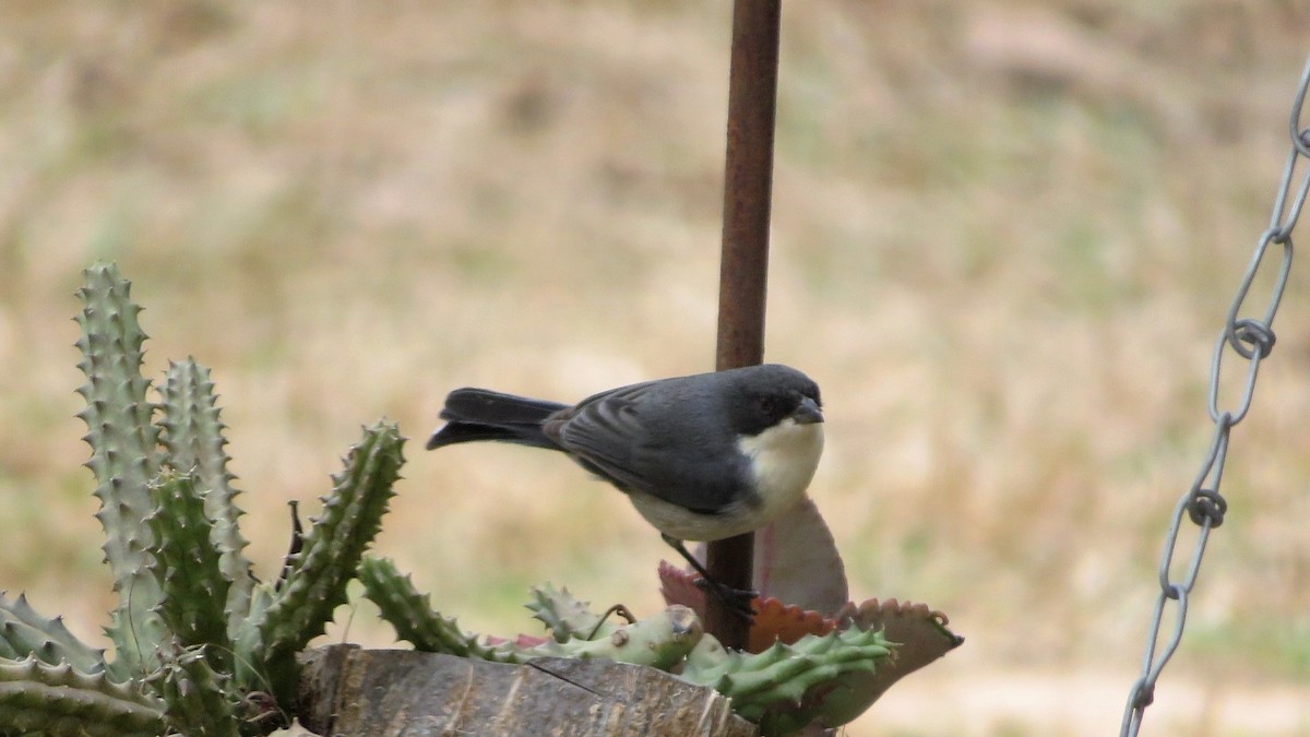 Black-capped Warbling Finch - ML109816891