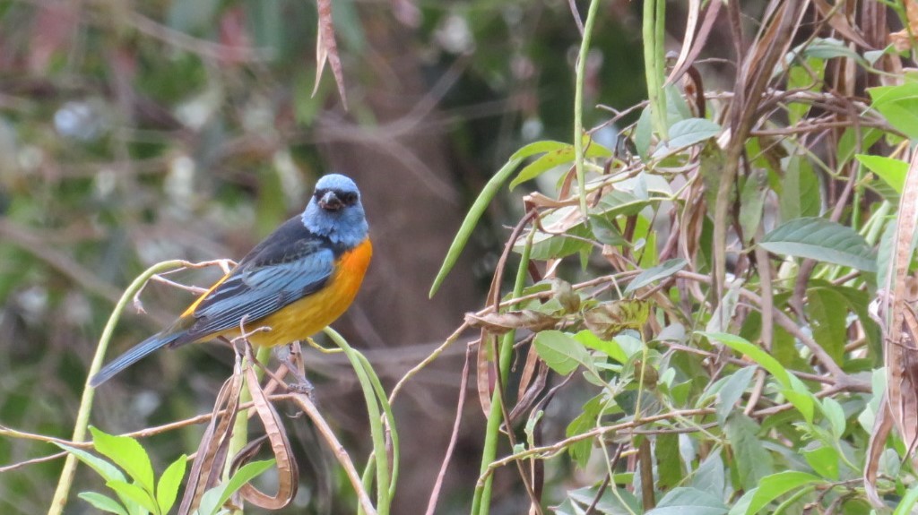 Blue-and-yellow Tanager - ML109817001