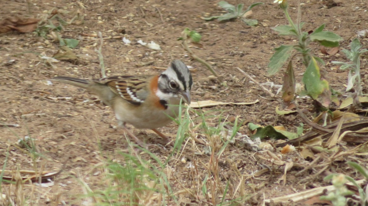 Rufous-collared Sparrow - ML109817921