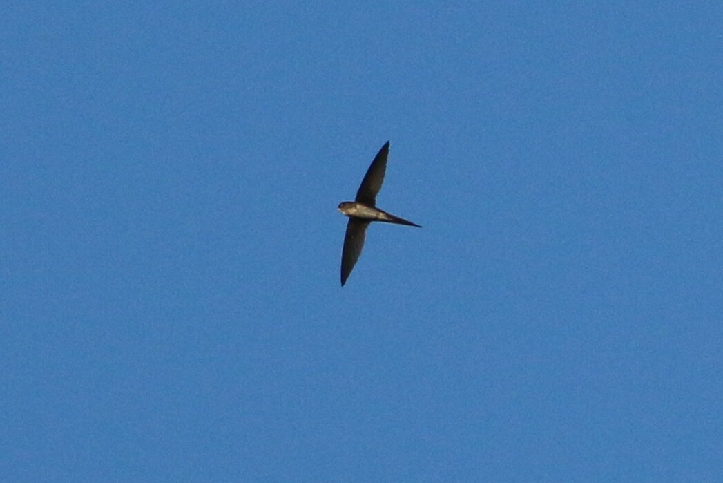 Fork-tailed Palm Swift - ML109819801