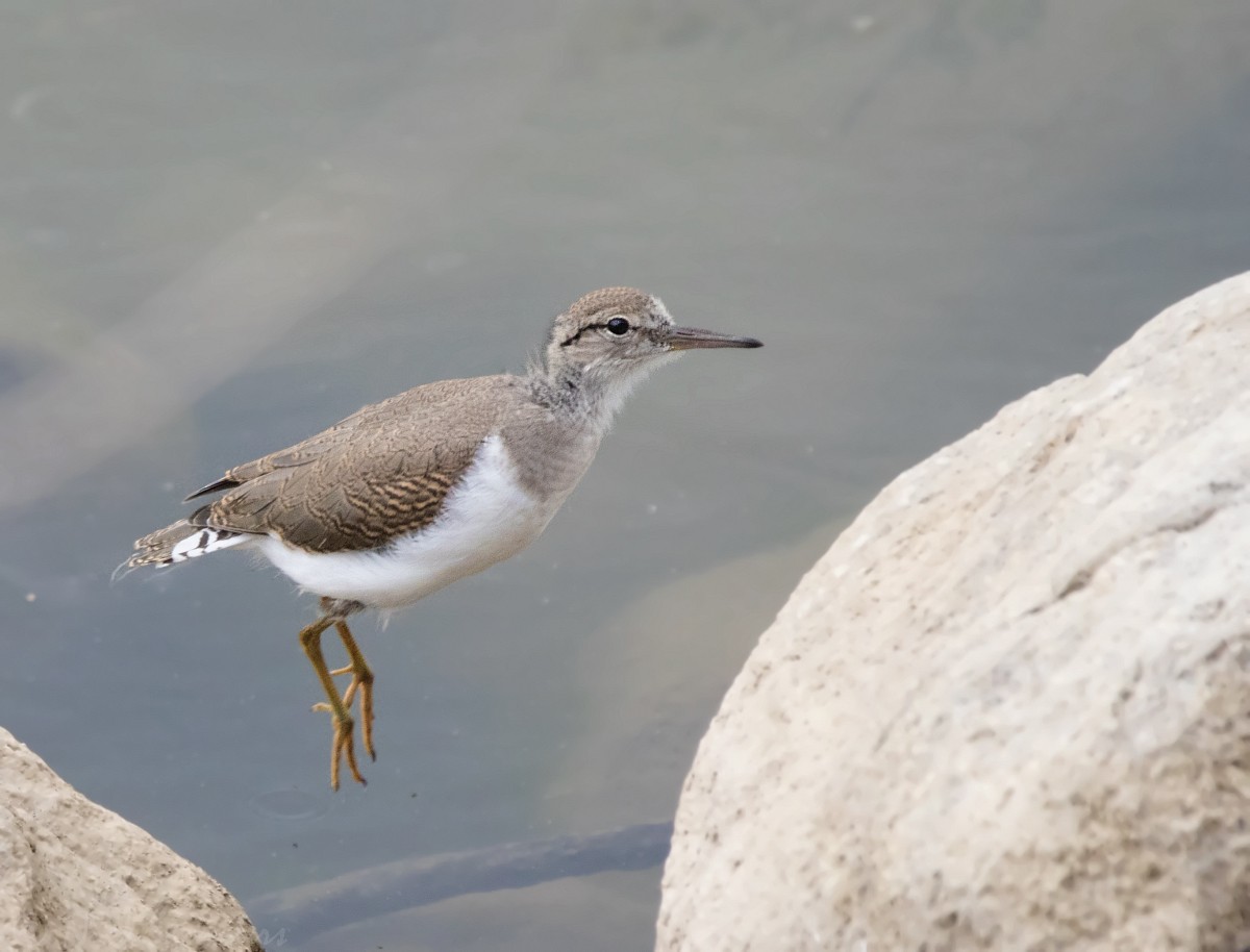 Spotted Sandpiper - Nick Saunders