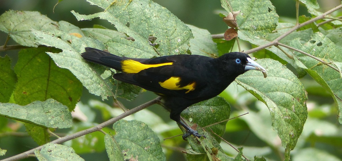 Yellow-rumped Cacique - Lisa Brunetti