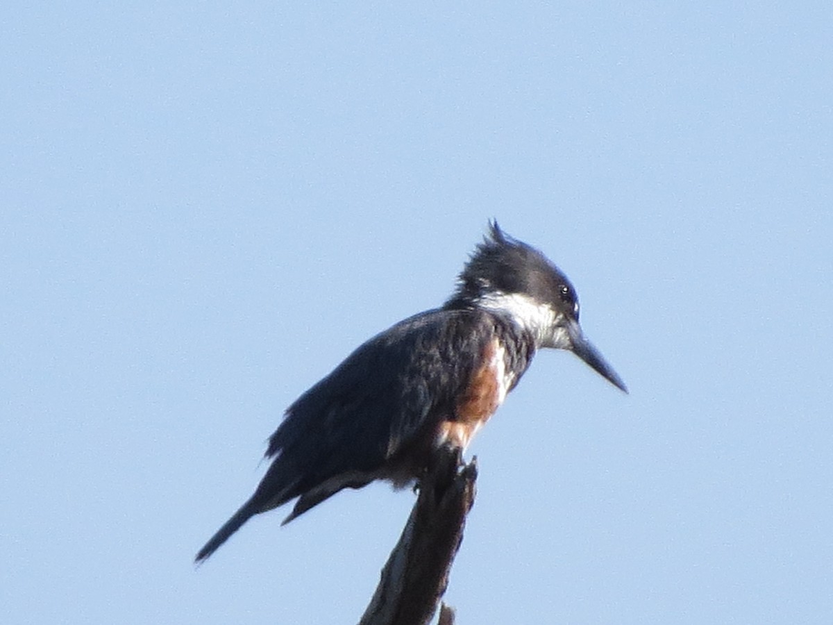 Belted Kingfisher - ML109826171