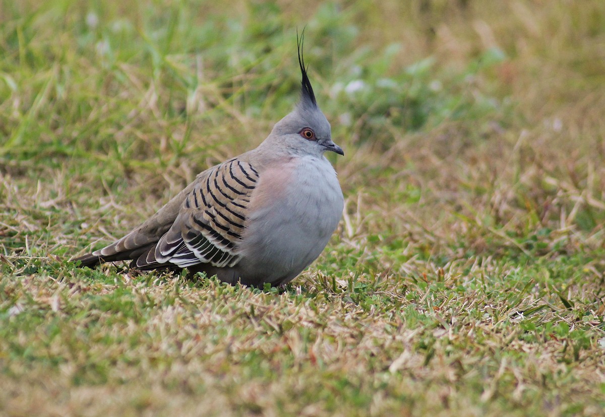 Crested Pigeon - ML109829181
