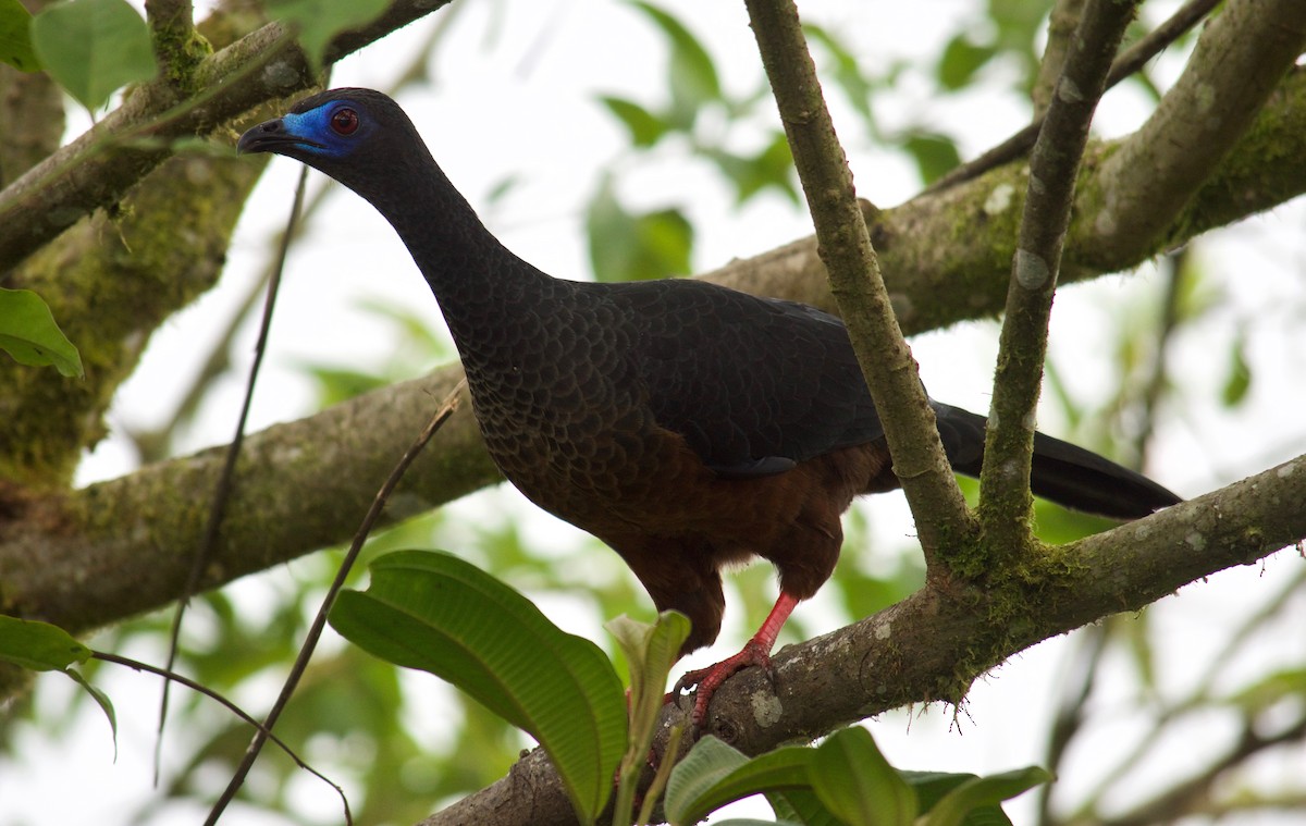 Sickle-winged Guan - ML109830781