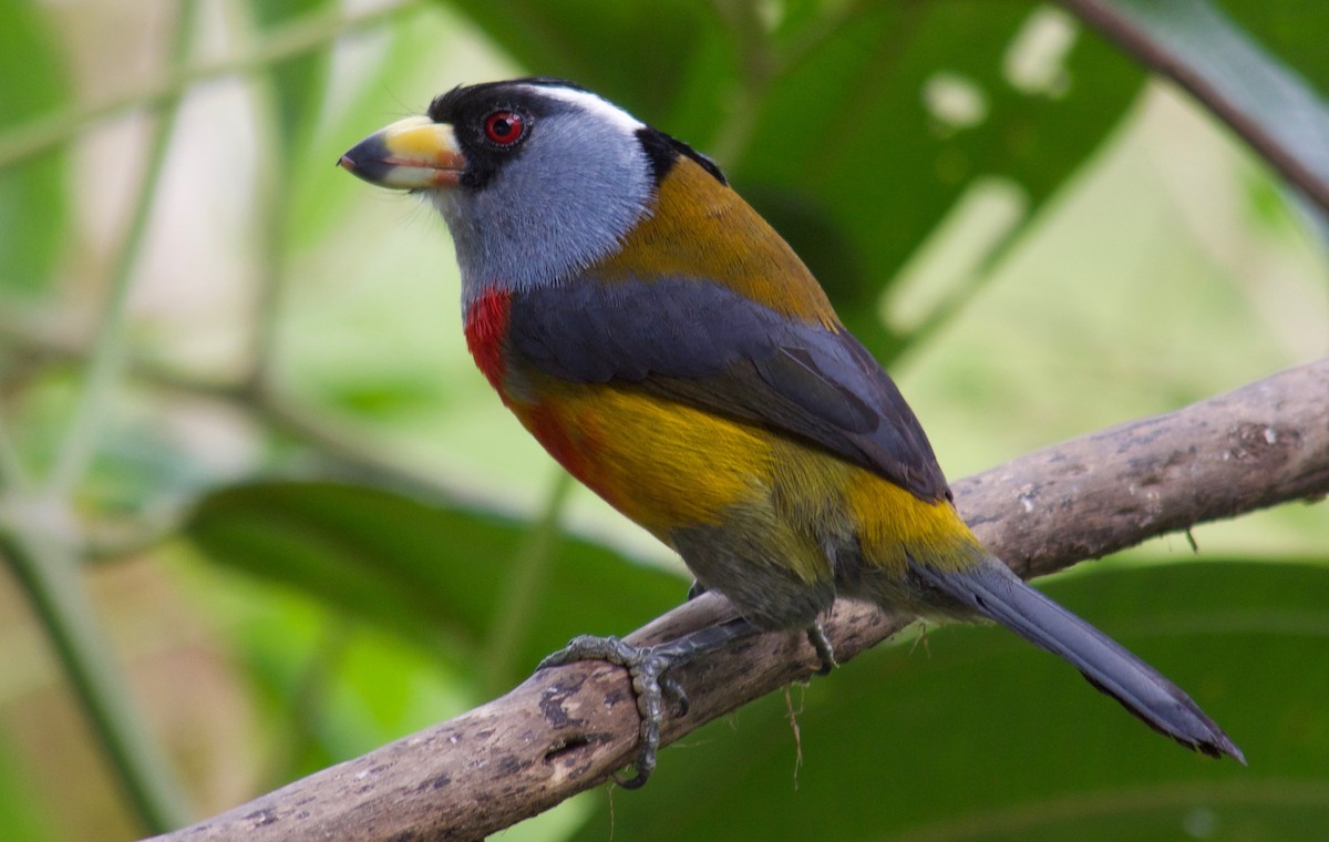 Toucan Barbet - Will Knowlton