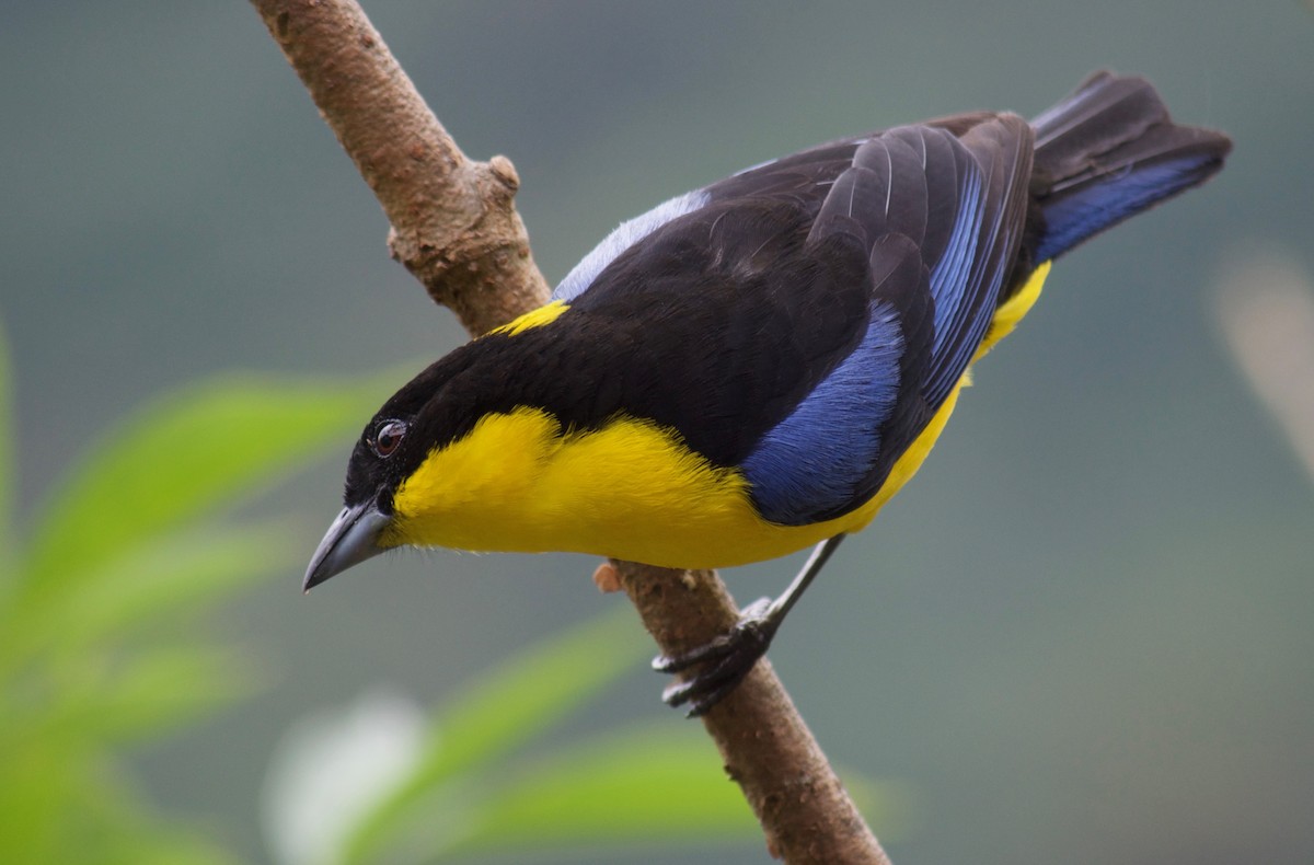 Blue-winged Mountain Tanager - ML109831221
