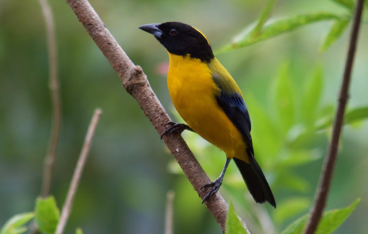 Black-chinned Mountain Tanager - ML109831261