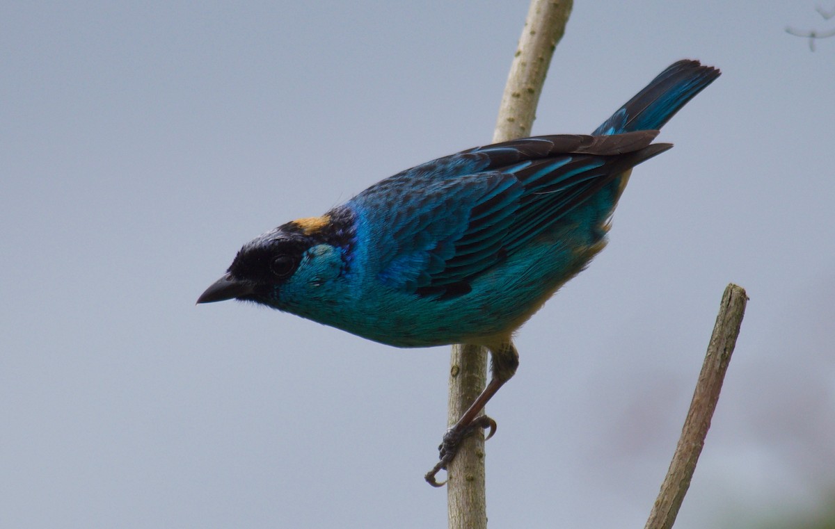 Golden-naped Tanager - ML109831271