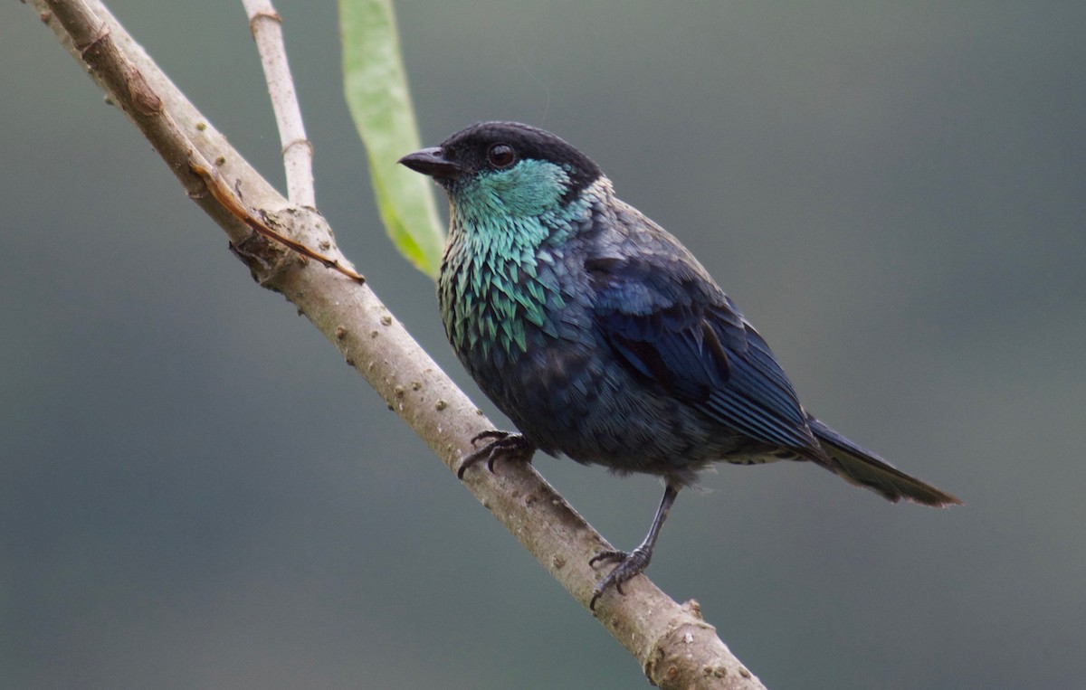 Black-capped Tanager - ML109831291