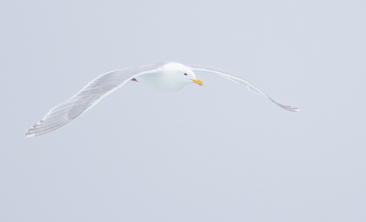Glaucous-winged Gull - Caroline Lambert