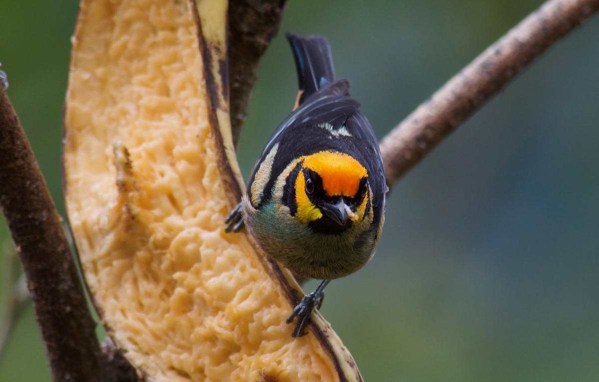 Flame-faced Tanager - Will Knowlton