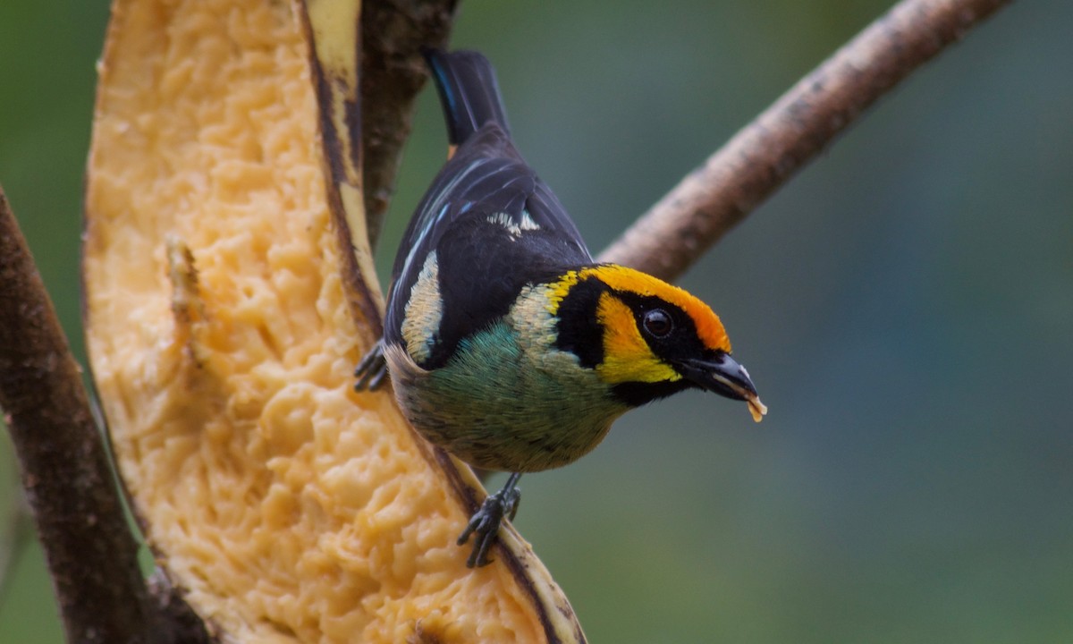 Flame-faced Tanager - Will Knowlton