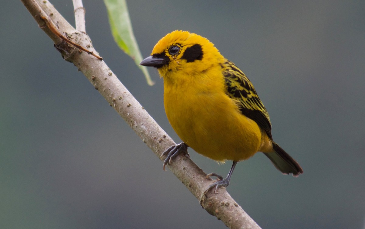 Golden Tanager - Will Knowlton