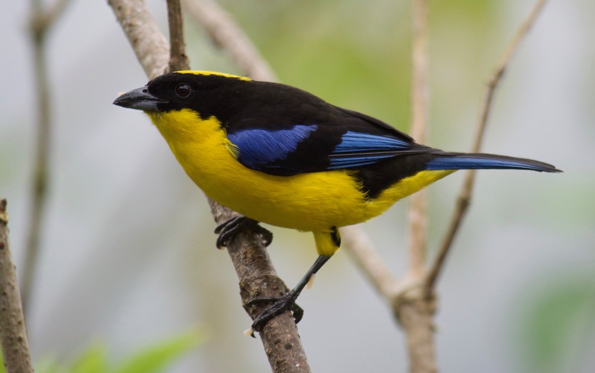 Blue-winged Mountain Tanager - Will Knowlton