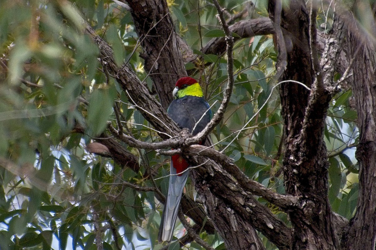 Red-capped Parrot - ML109833521
