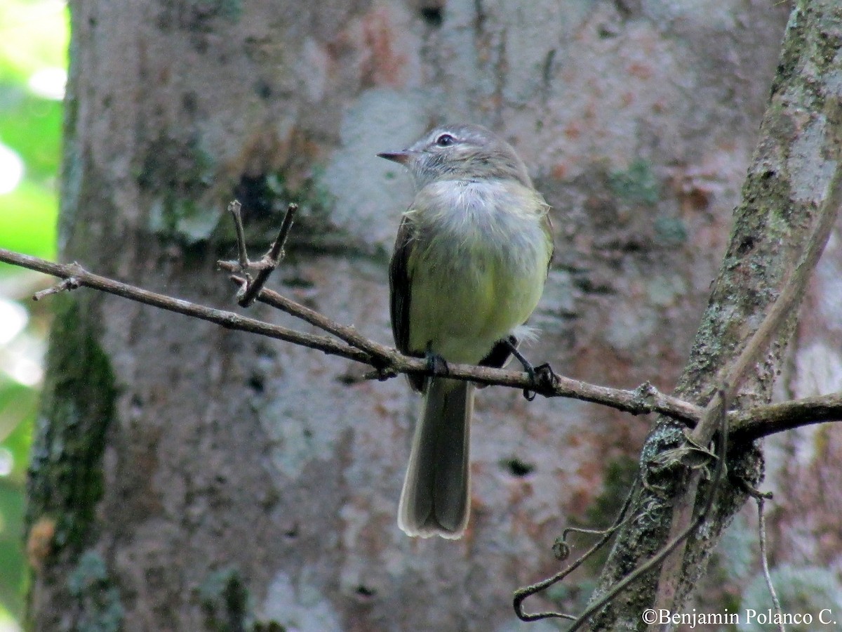 Northern Mouse-colored Tyrannulet - Benjamin Polanco