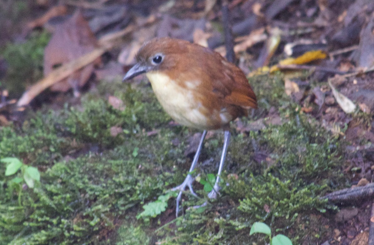 Yellow-breasted Antpitta - Will Knowlton