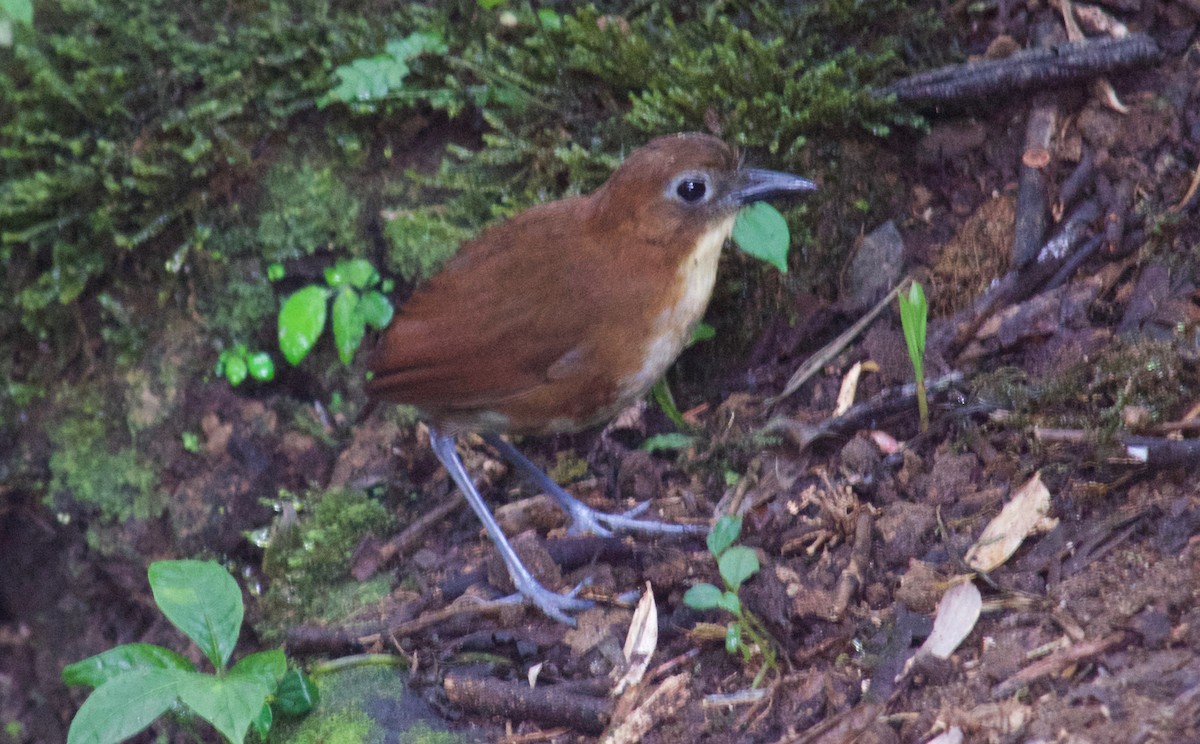 Yellow-breasted Antpitta - Will Knowlton