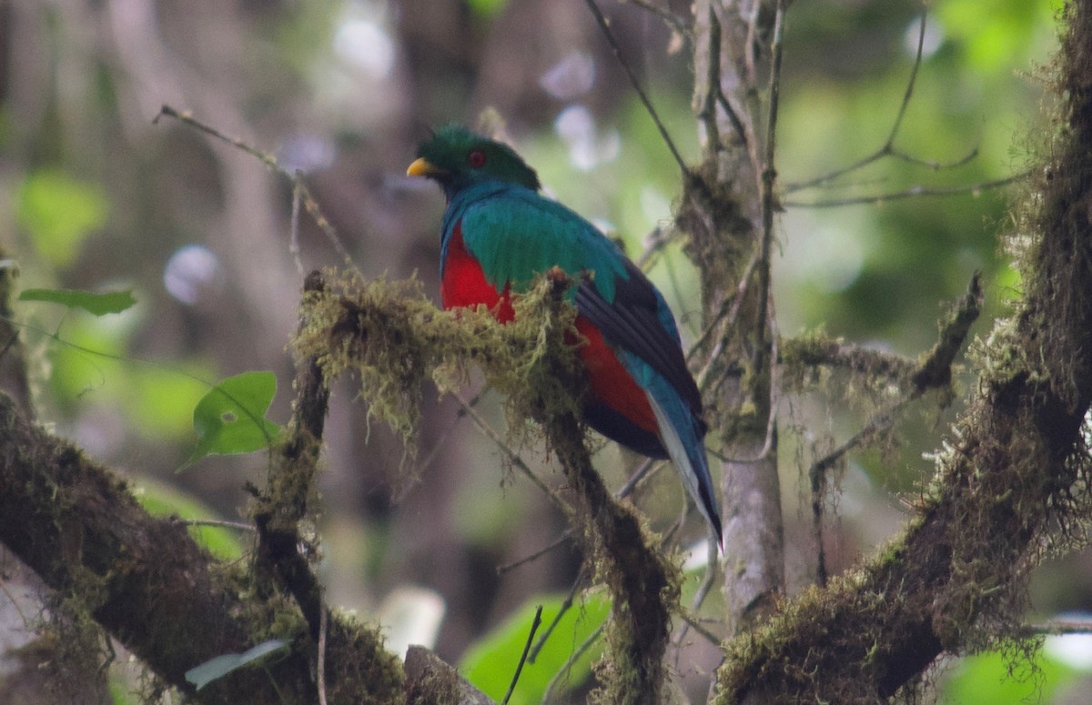 Crested Quetzal - Will Knowlton