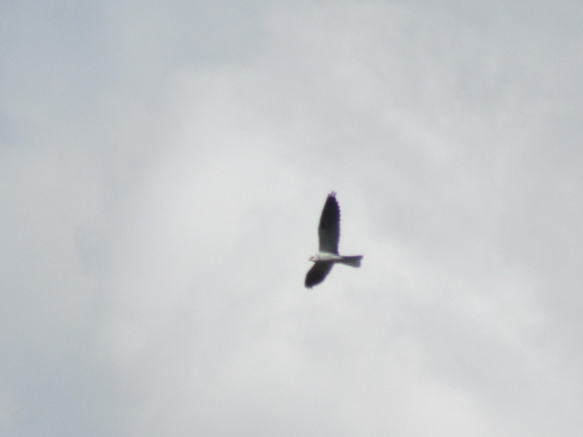 White-tailed Kite - ML109839201