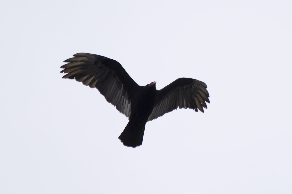 Turkey Vulture - ML109845211
