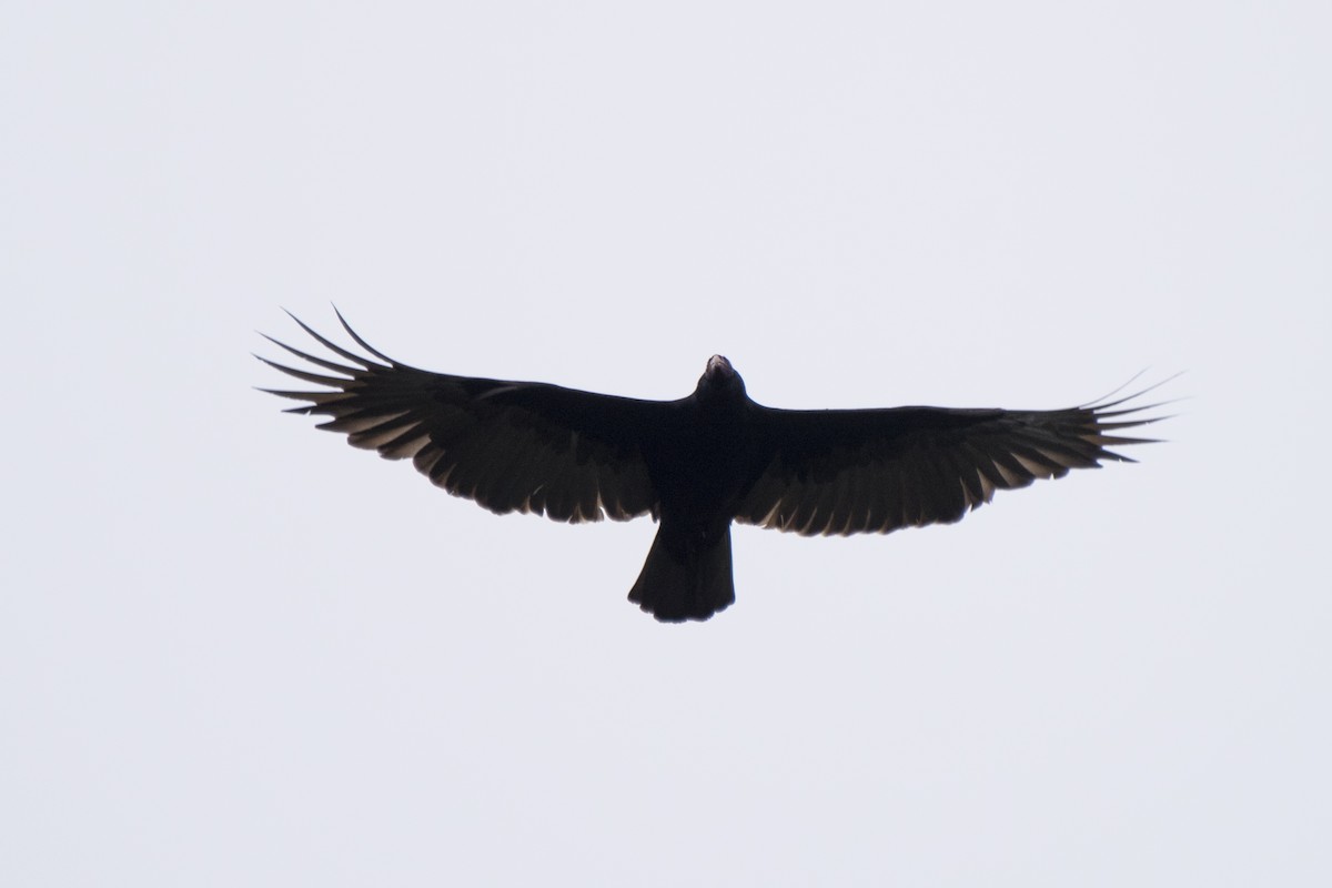 Turkey Vulture - ML109845221