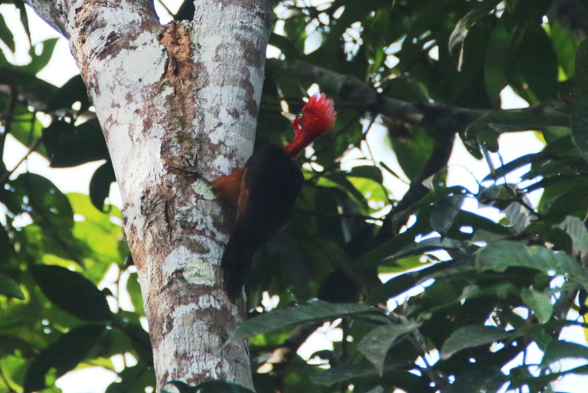 Red-necked Woodpecker - ML109846691