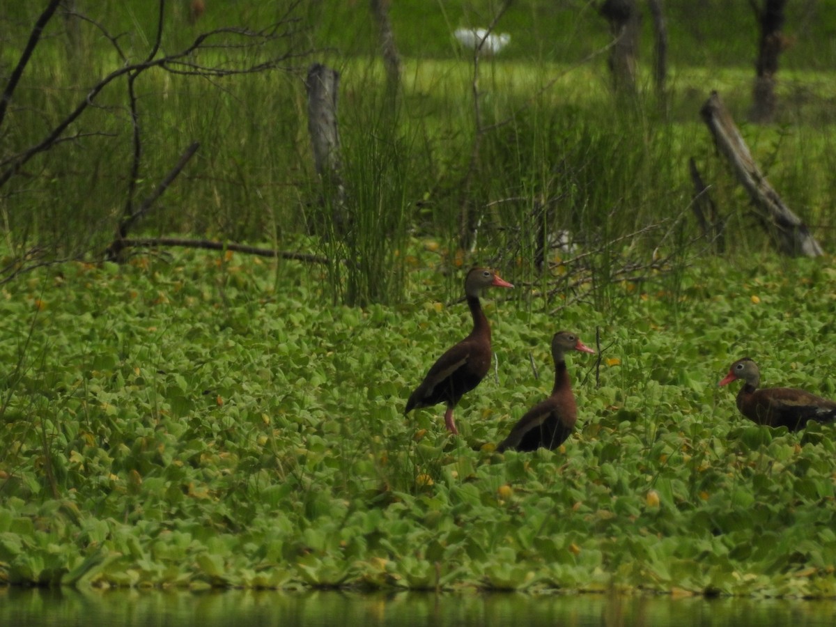 Black-bellied Whistling-Duck - Isain Contreras