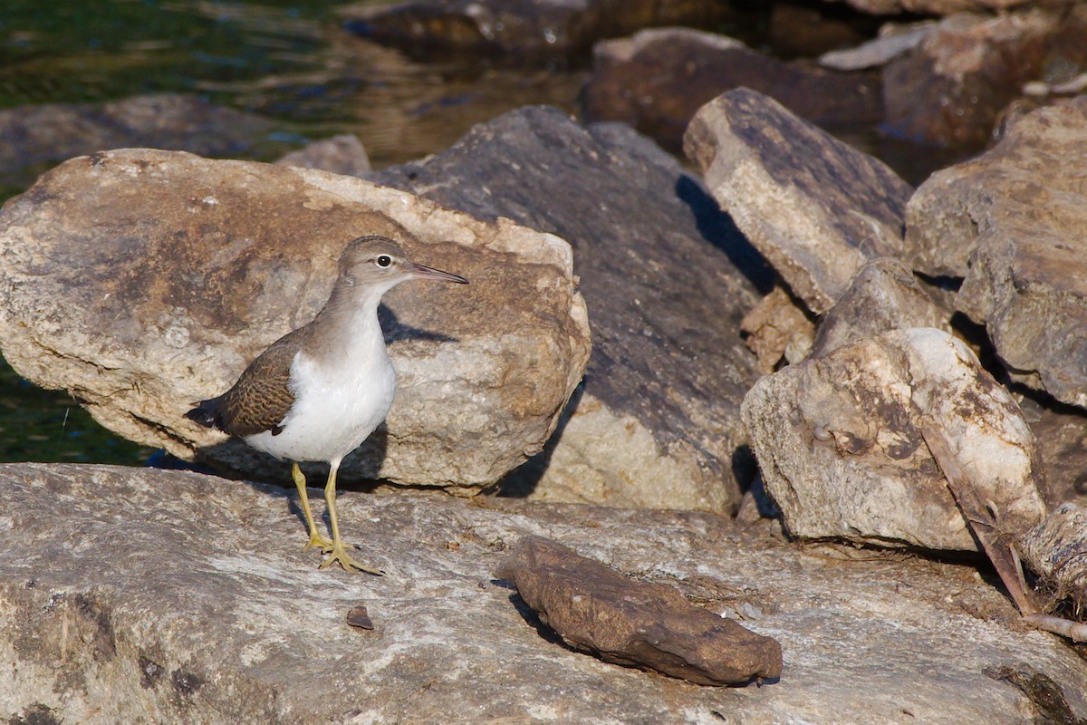 Spotted Sandpiper - Rick Beaudon